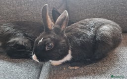 Mixed Breed rabbits for sale: Adorably cute baby bunnies-2 boys 1 girl available - Image 11