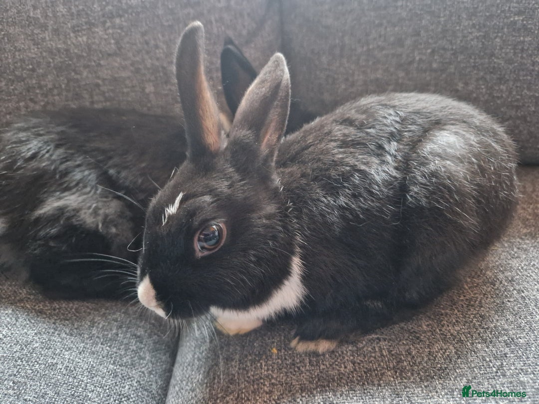 Mixed Breed rabbits for sale: Adorably cute baby bunnies-2 boys 1 girl available - Image 11