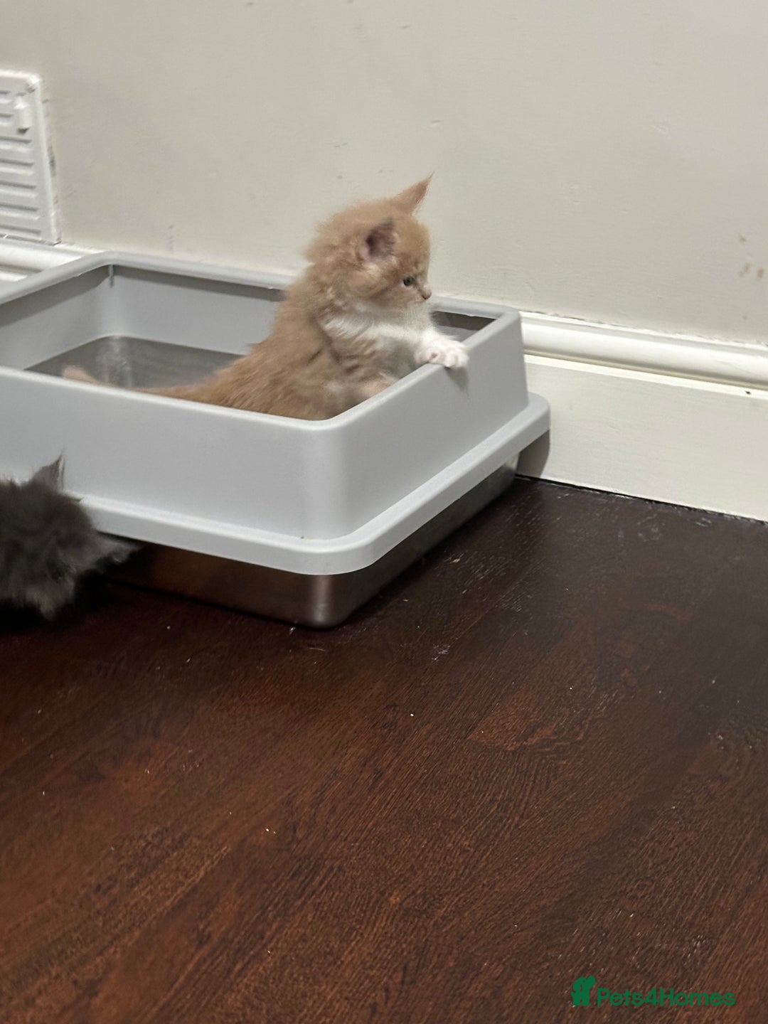 Maine Coon cats for sale: Maine coon kittens - Advert 7