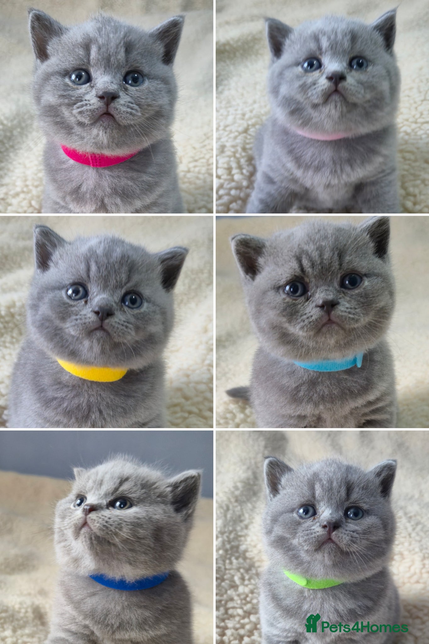 British Shorthair cats 🐾British Shorthair Kittens Top&Finest Quality  - Advert 1
