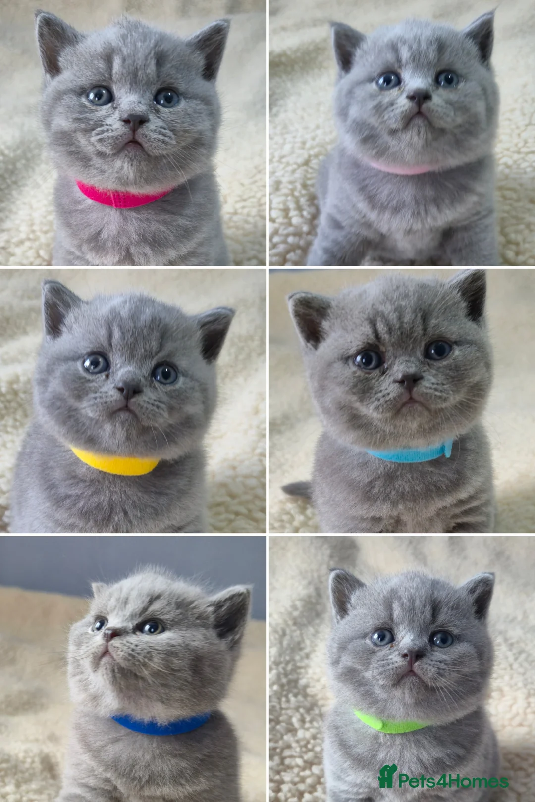 British Shorthair cats for sale: 🐾British Shorthair Kittens Top&Finest Quality  - Advert 1