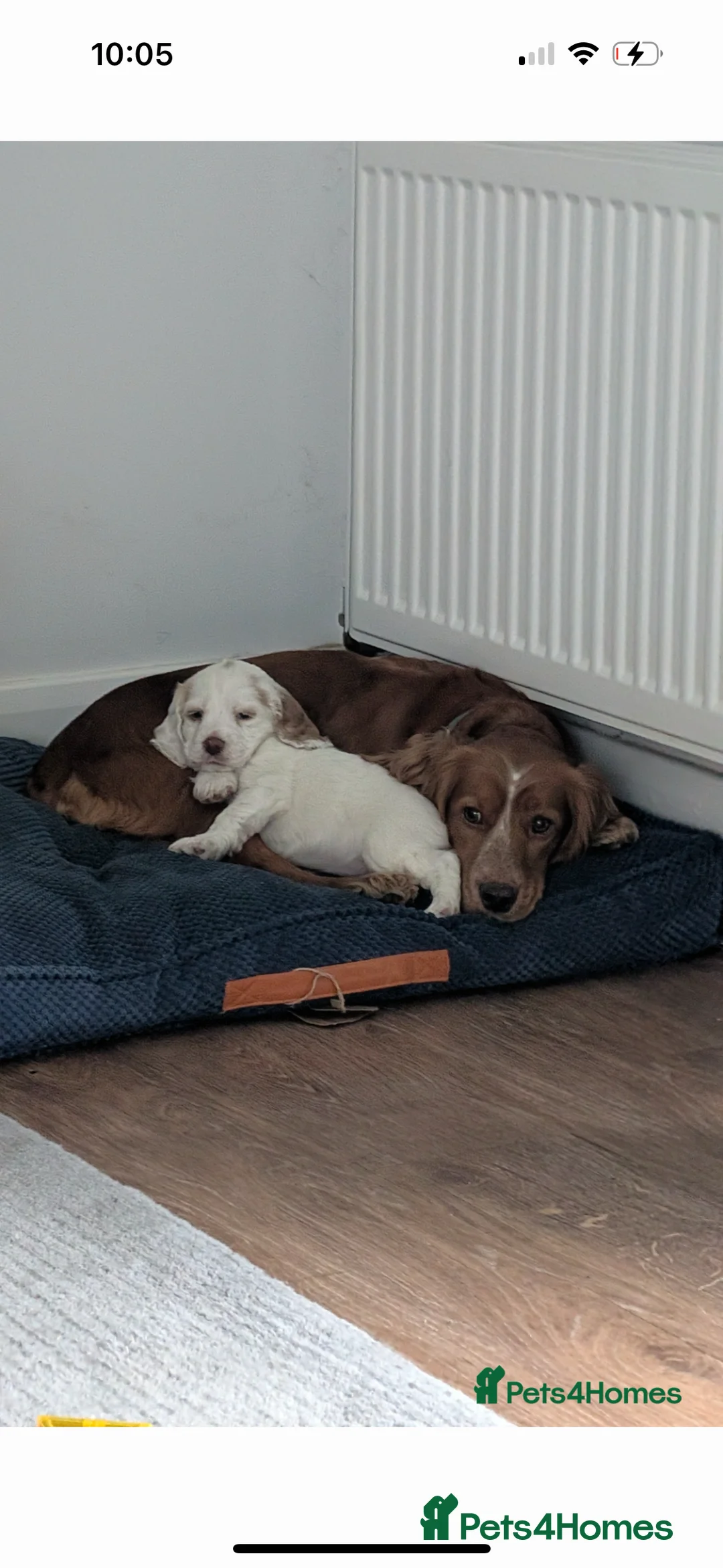 Cocker Spaniel dogs for sale: white cocker spaniel girl - Advert 2