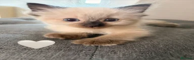 Ragdoll 4