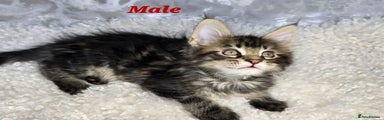 Black tabby female 