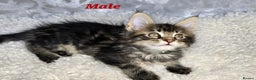 Maine Coon cats for sale: TICA KING SIZE MAINE COON CUBS - Advert 15