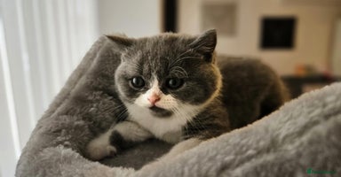 Scottish Fold cats - Advert 14