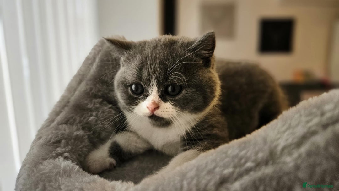 Scottish Fold cats for sale: kittens for sale British Shorthair & Scottish Fold - Image 2