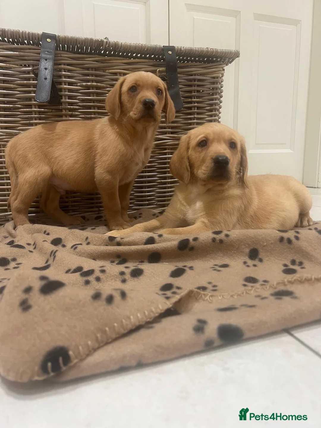 Labrador Retriever dogs for sale: Labrador pups - Advert 2