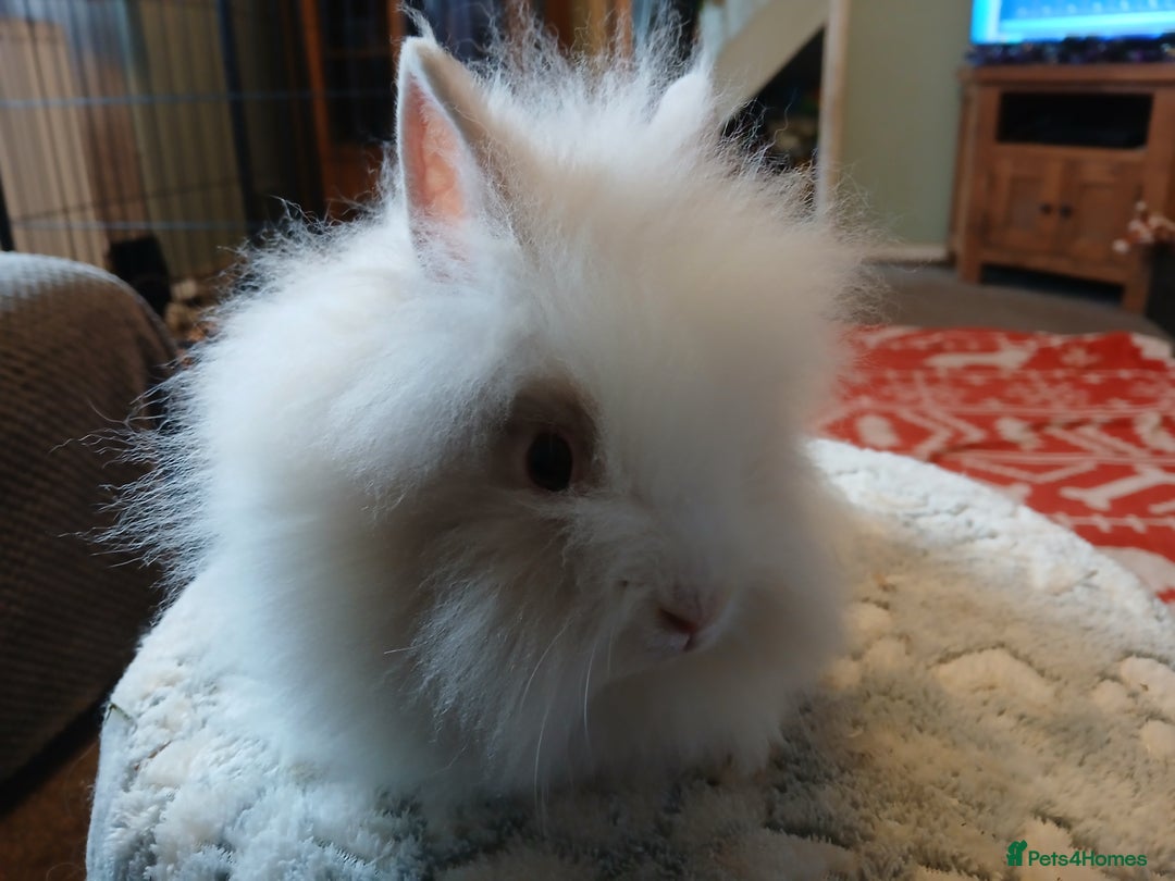 Lionhead rabbits for sale: Stunning DM Lionhead baby rabbits  - Advert 8