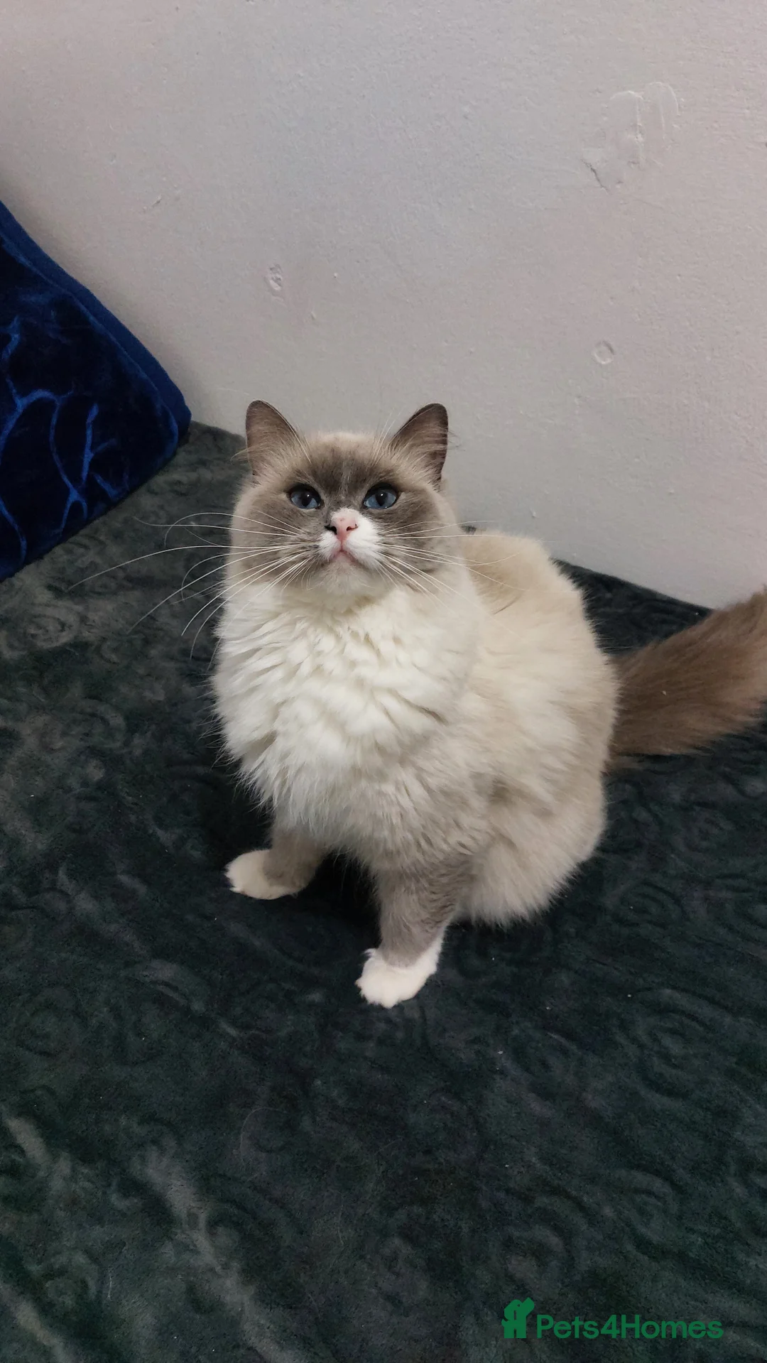 Ragdoll cats for sale: Beautiful Ragdoll Princess  - Advert 17