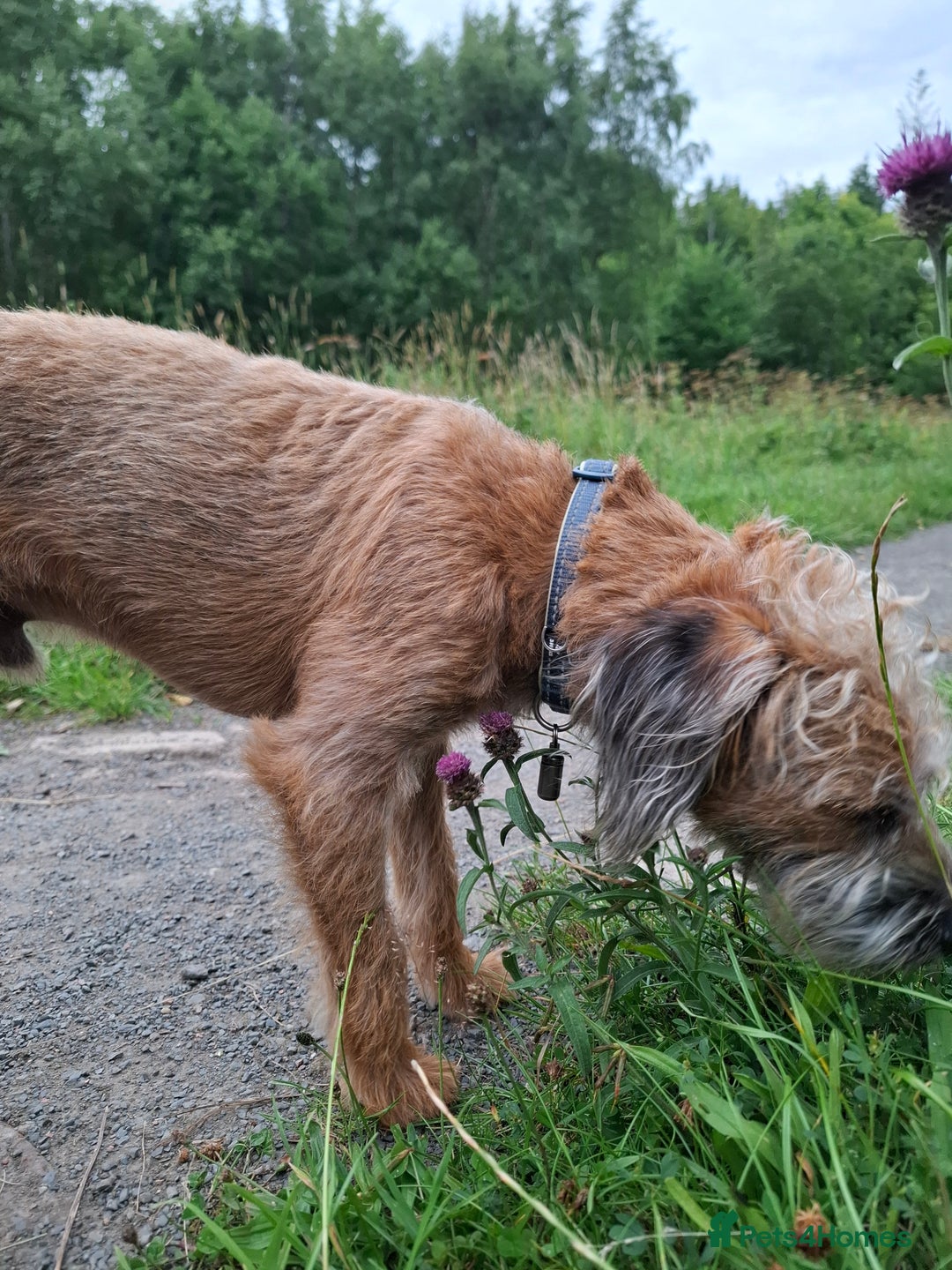 Mixed Breed dogs for sale: Alfie 1 year old male.  - Image 3