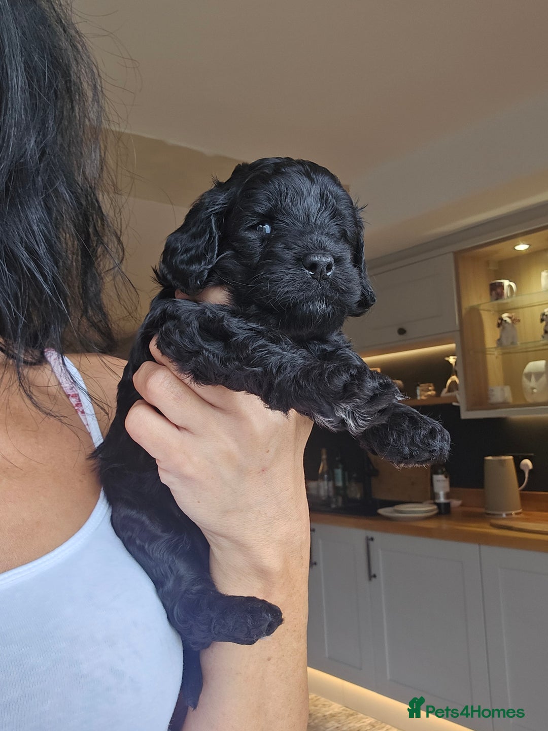 Toy Poodle dogs for stud: Toy poodle stud boy  in Blackburn - Image 19