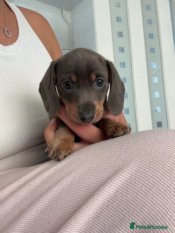 Dachshund dogs - Advert 2