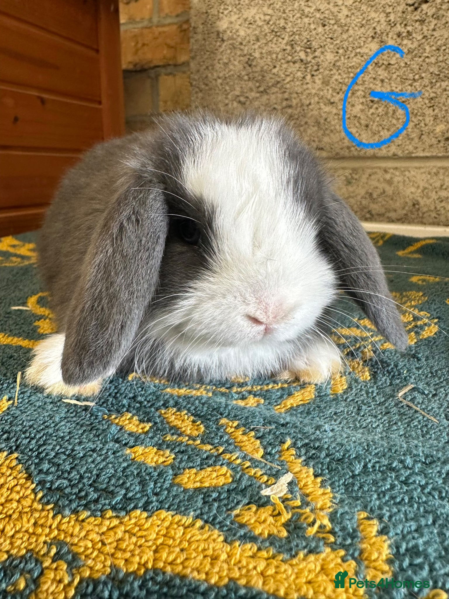 Mini Lop rabbits Mini Lop rabbits For Sale  - Advert 1