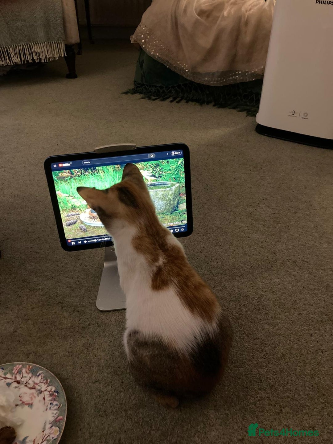 Mixed Breed cats for adoption: PUDDING- FUN GIRL THAT LIVES ENTERTAINING HER MUM - Advert 6