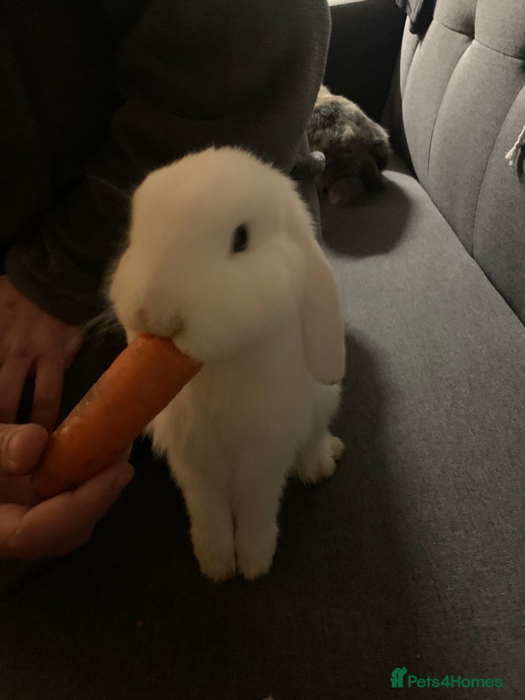 Mixed Breed rabbits for sale: Two rabbits female and male - Advert 1