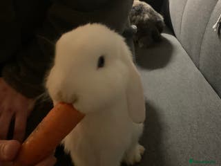 Mixed Breed rabbits Two rabbits female and male - Advert 1