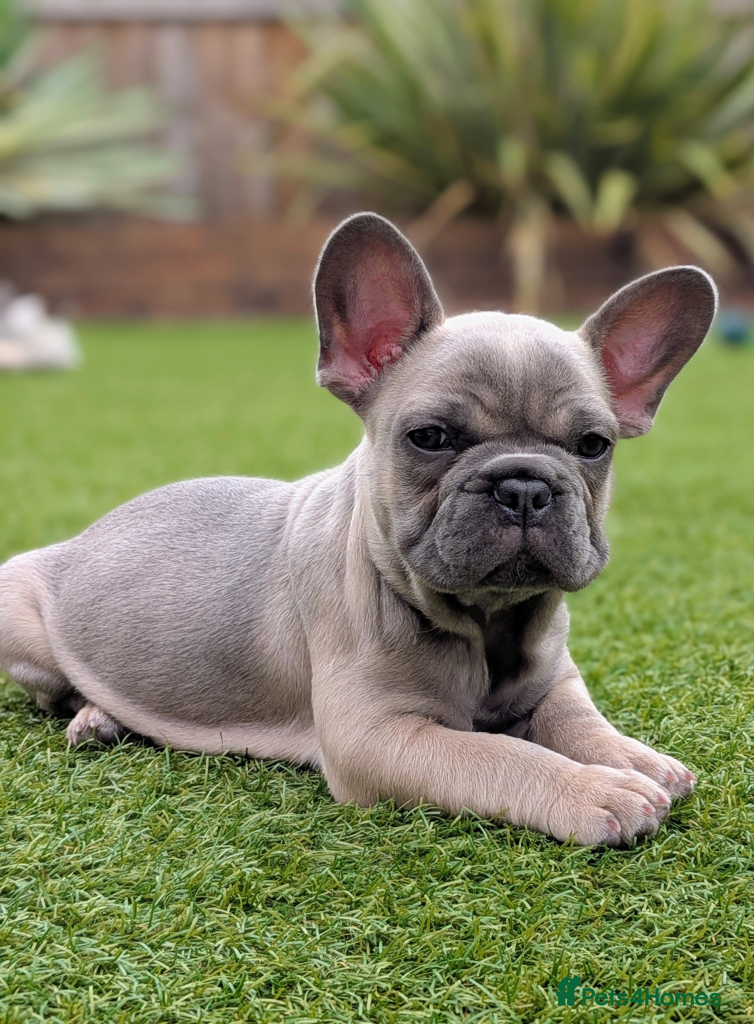 French Bulldog dogs French bulldog puppies Kennel Club registered  - Advert 2