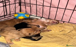 Mixed Breed dogs for sale: Beautiful Dachshunds for sale  - Image 22