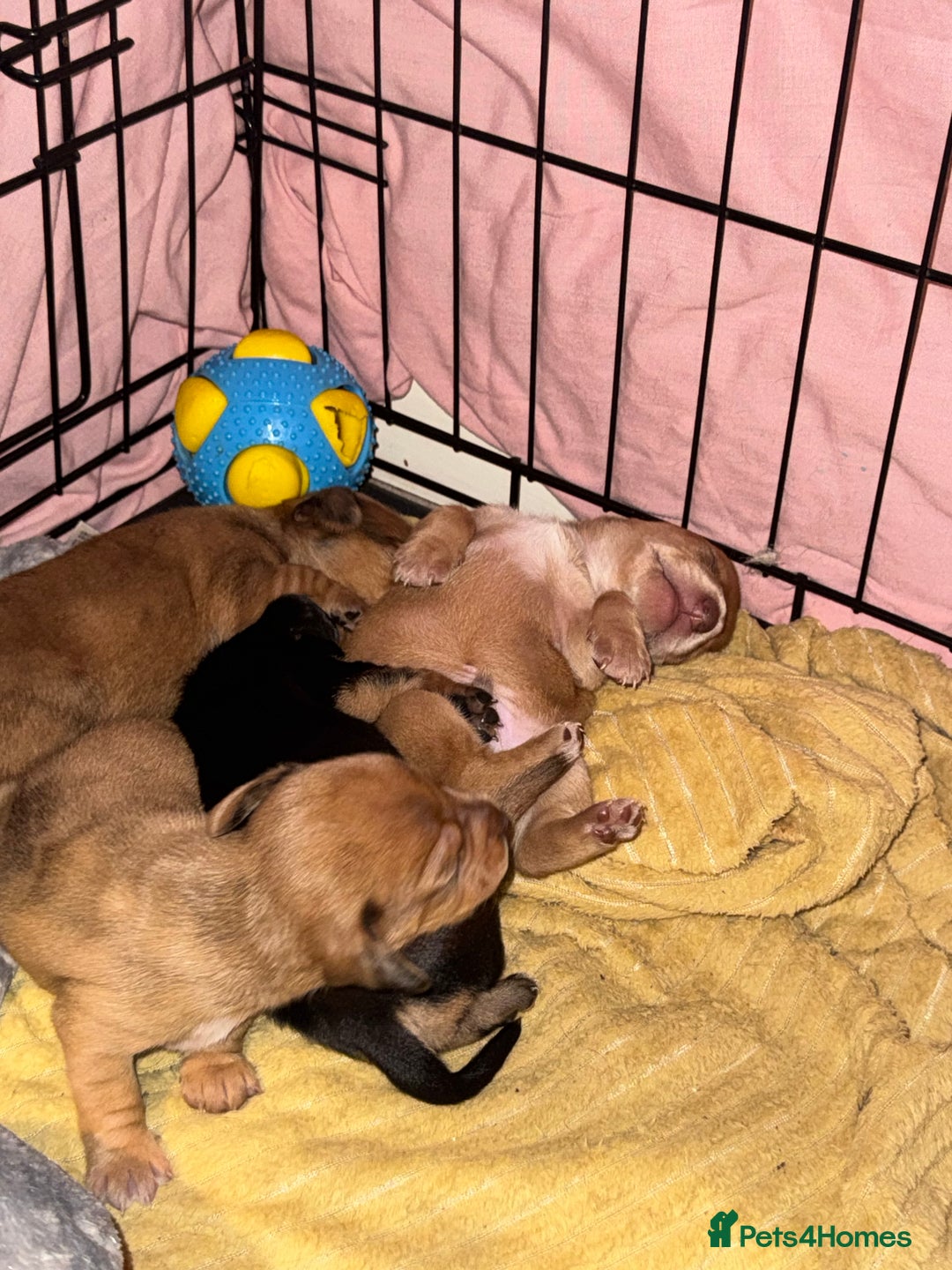 Mixed Breed dogs for sale: Beautiful Dachshunds for sale  - Image 22