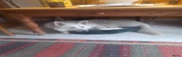 German Shepherd dogs for sale: German Shepherd  in Cardiff - Advert 12