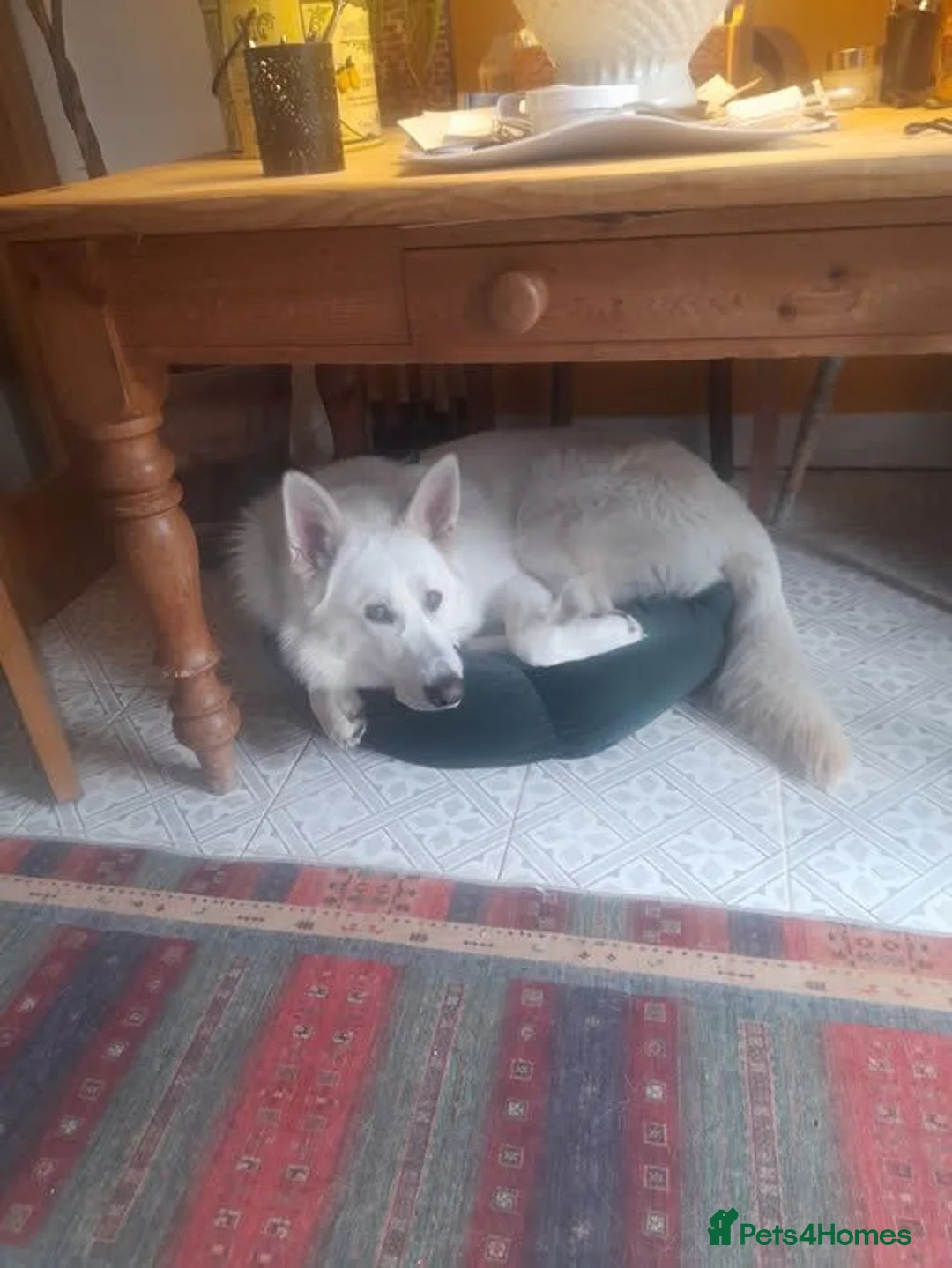 German Shepherd dogs for sale: German Shepherd  in Cardiff - Advert 12
