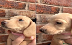 Miniature Dachshund dogs for sale: Quality Miniature Dachshund - Smooth Creams - Image 7
