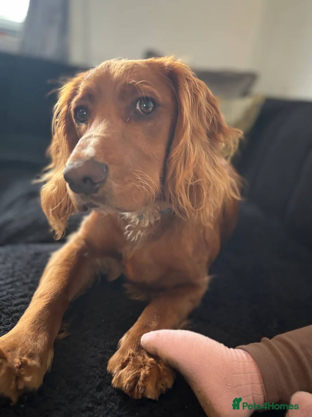 Cocker Spaniel dogs for sale: Juke  - Advert 2