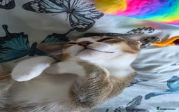 Singapura cats for sale: Accidental Singapura x Abyssinian x Moggie in Lowestoft - Image 15