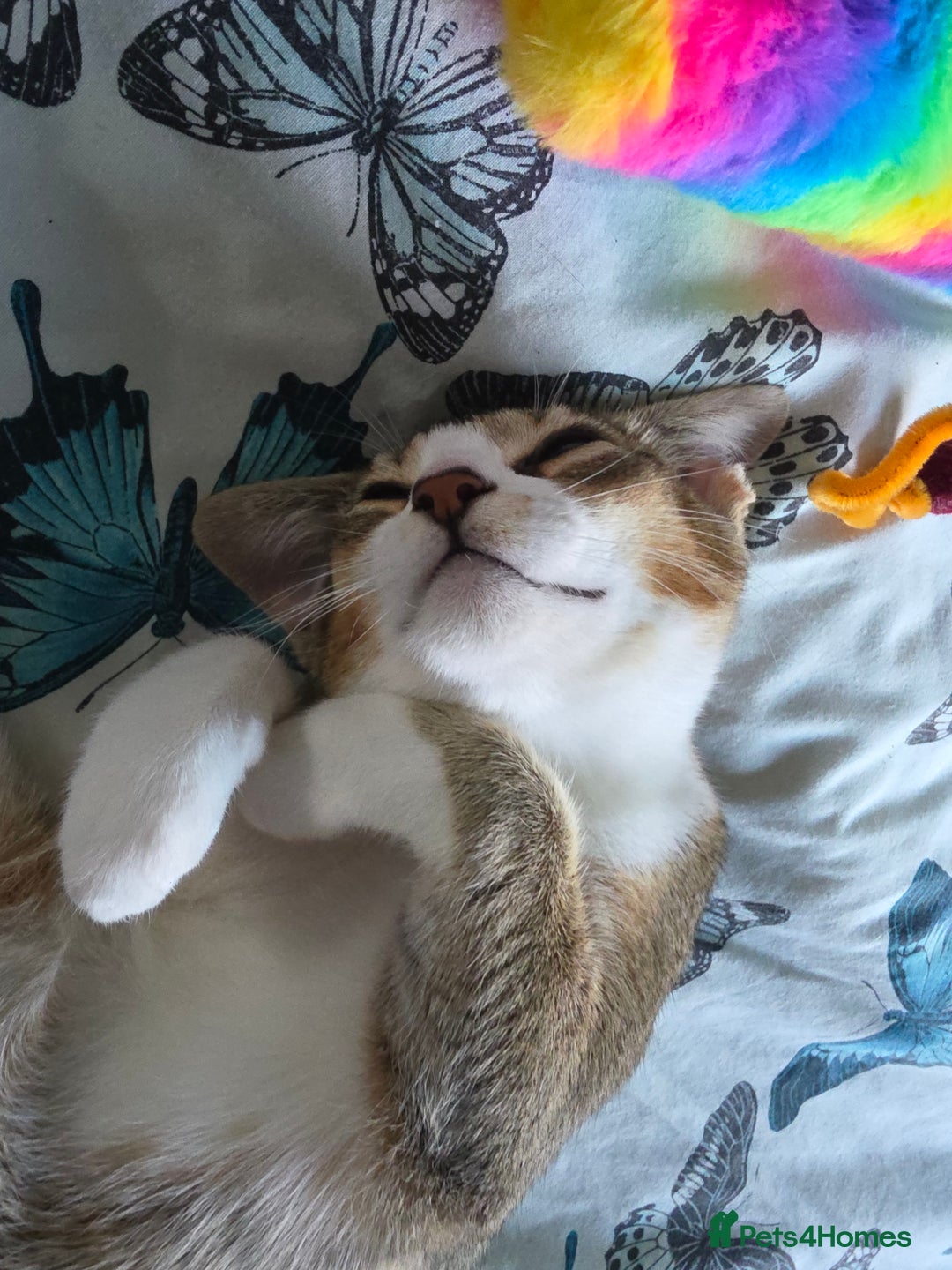 Singapura cats for sale: Accidental Singapura x Abyssinian x Moggie in Lowestoft - Image 15