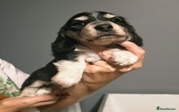 Miniature Dachshund dogs for sale: Longhaired Minature Dachshunds  - Image 5