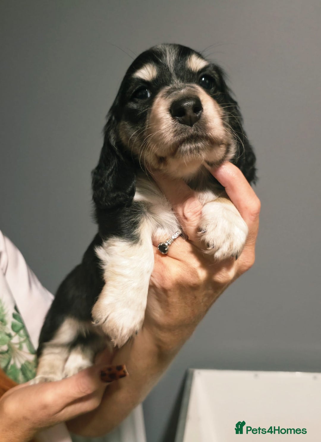 Miniature Dachshund dogs for sale: Longhaired Minature Dachshunds  - Image 5