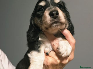 Miniature Dachshund dogs - Advert 5