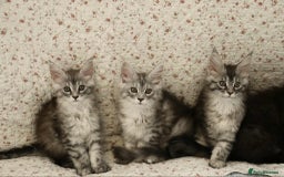 Maine Coon cats for sale: GCCF Pedigree Maine Coon Kittens champion line  - Image 5