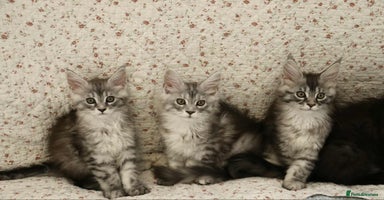 Maine Coon cats - Advert 6