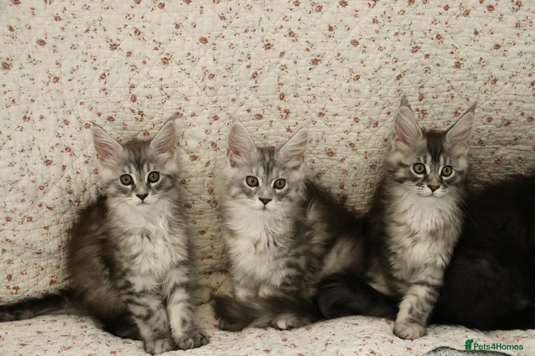 Maine Coon cats for sale: GCCF Pedigree Maine Coon Kittens champion line  - Image 5