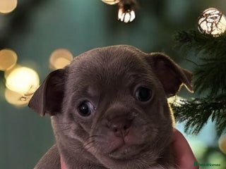 Chihuahua dogs Kc registered lilac chihuahua girl - Advert 1