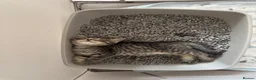 Mixed Breed cats for sale:  Tabby Kitten  Scot Fold Mum & Brit. Long hair Dad - Advert 8