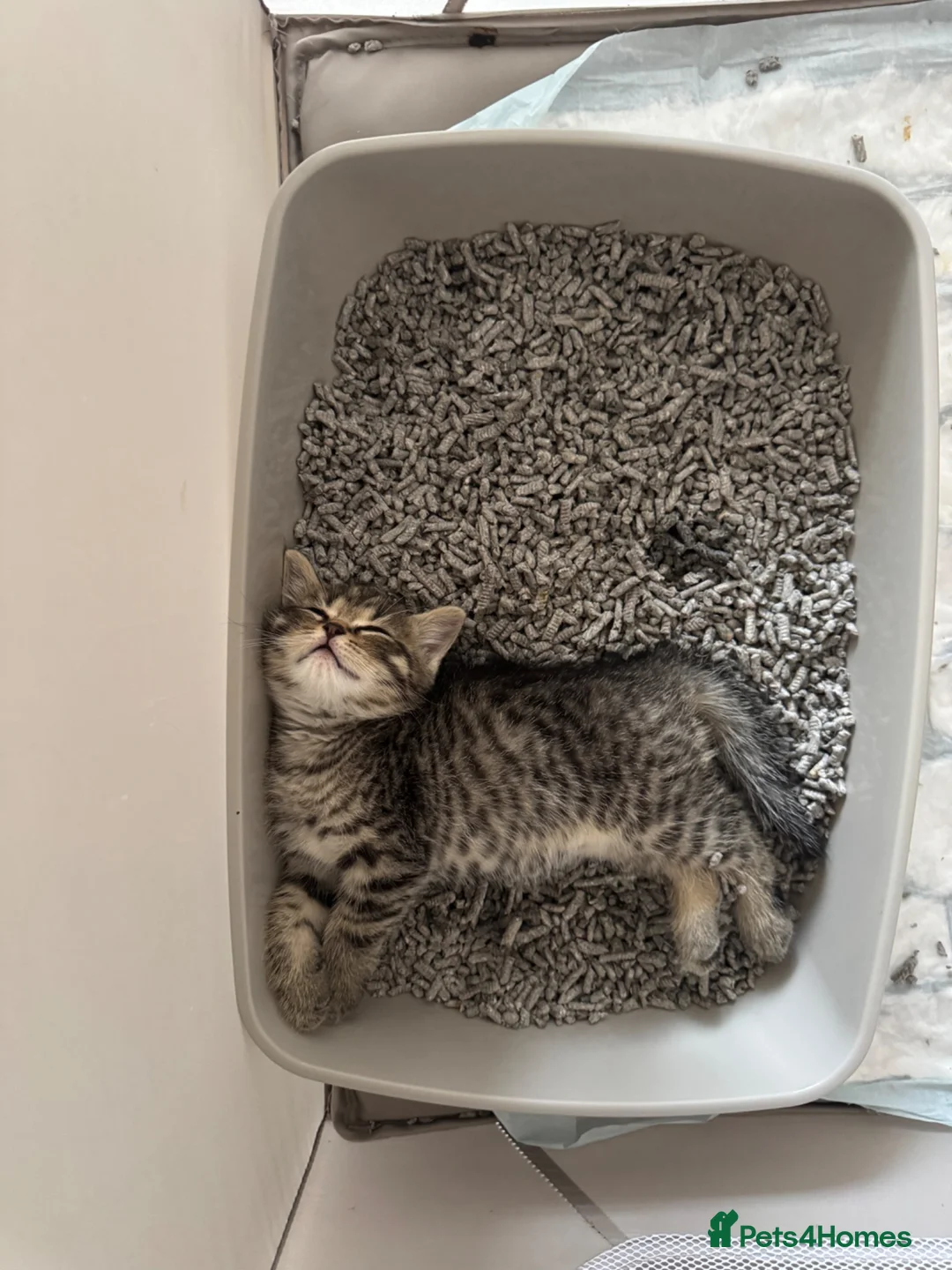 Mixed Breed cats for sale:  Tabby Kitten  Scot Fold Mum & Brit. Long hair Dad - Advert 8