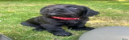Cocker Spaniel dogs for sale: Beautiful working cocker spaniel pups  - Advert 13