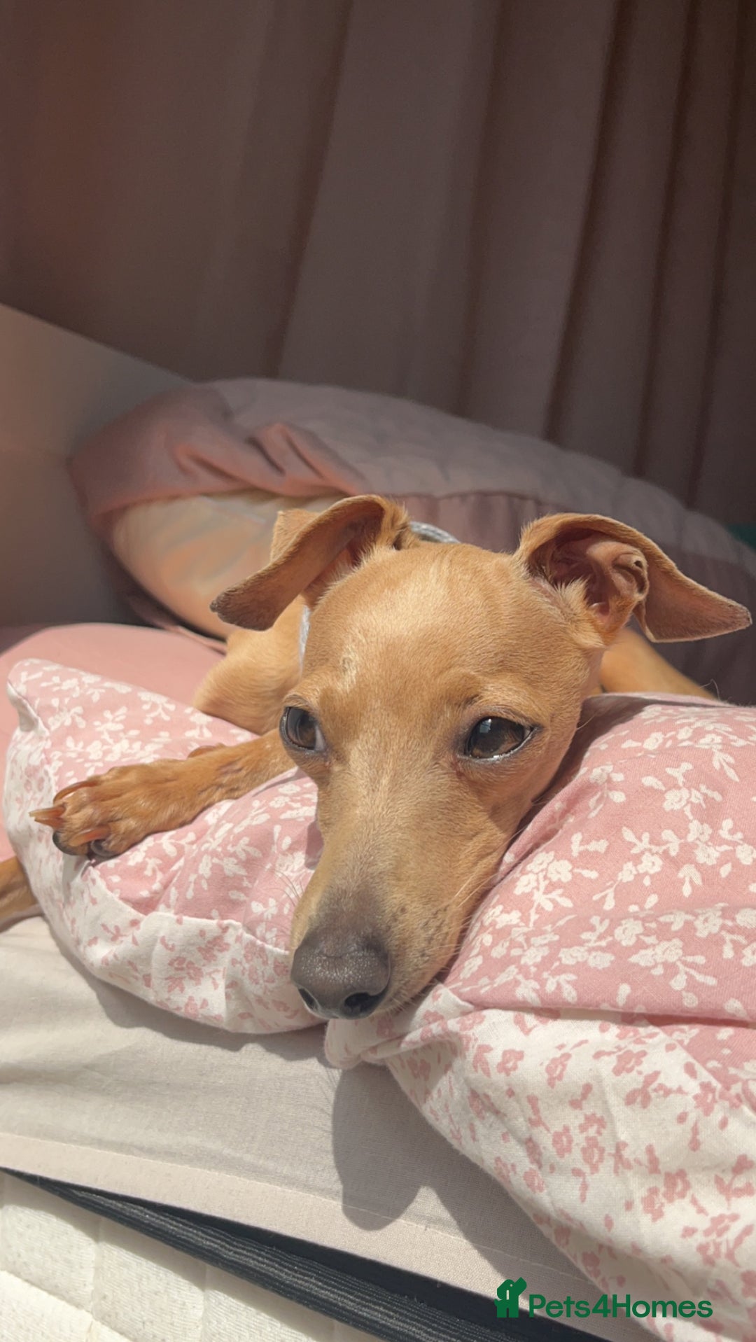 Italian Greyhound dogs for stud: Tiny stud with HUGE personality - Advert 17