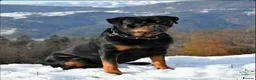 Rottweiler dogs for sale: KC ROTTWEILER  - Advert 16