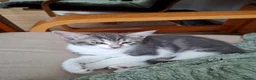 Mixed Breed cats for sale: 5 beutuful kittens are looking for their homes - Advert 3