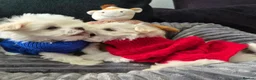 Maltese dogs for sale: 🐶Exceptional Maltese Puppies–ONLY 2 BOYS LEFT  - Advert 13