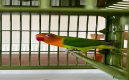 Lovebirds birds for sale: Lovebird  - Image 5