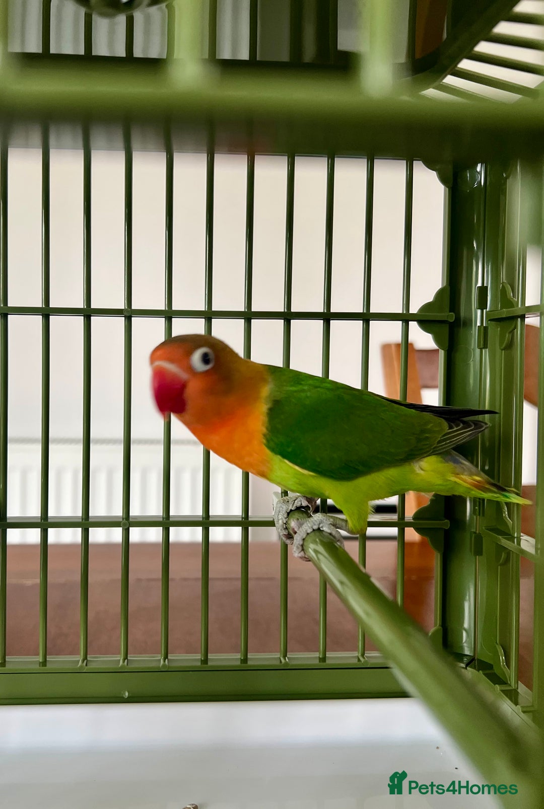 Lovebirds birds for sale: Lovebird  - Image 5
