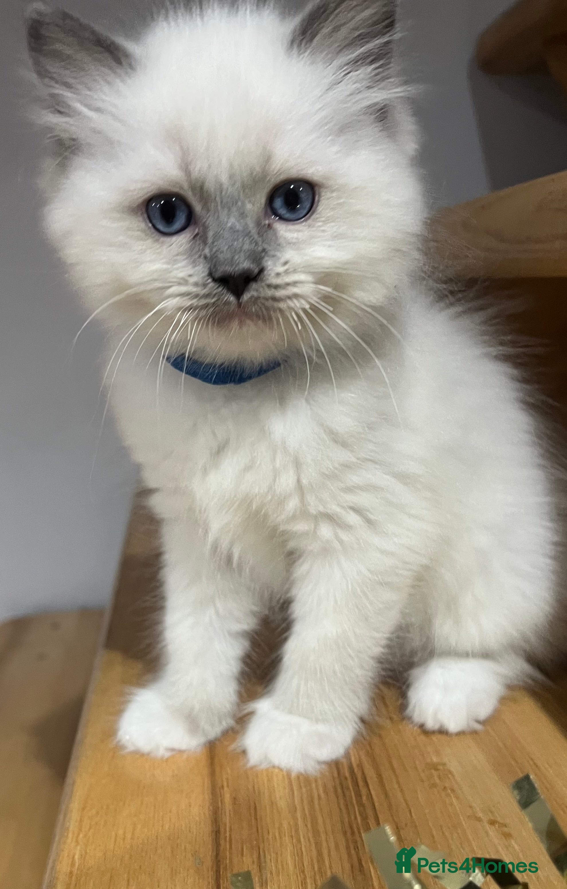 Ragdoll cats 3 Ragdoll kittens  - Advert 13