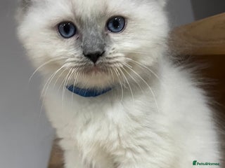 Ragdoll cats 3 Ragdoll kittens - Advert 14