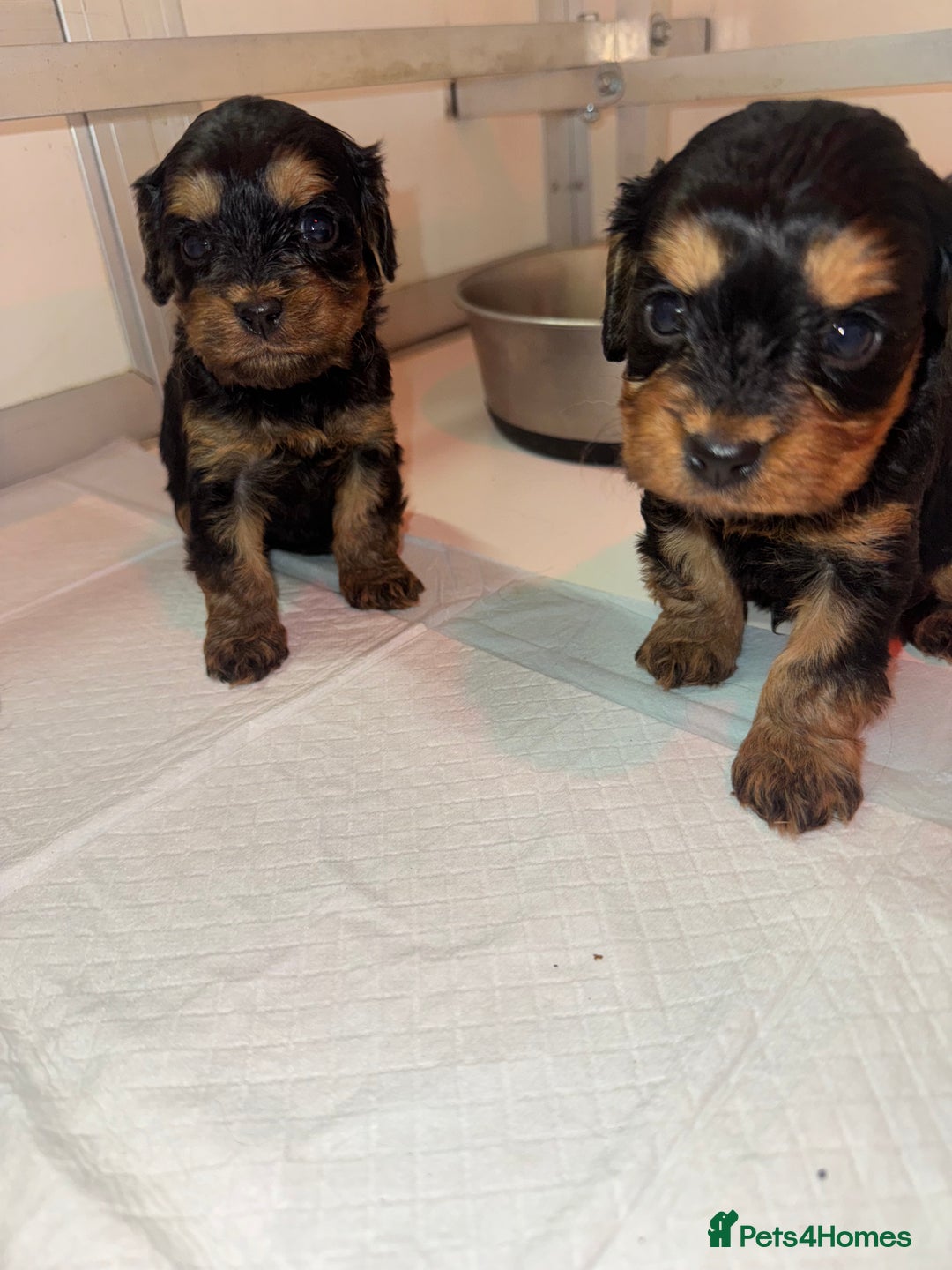 Cavapoo dogs for sale:   ✨ Adorable Miniature Cavapoo Puppies ✨ - Advert 21