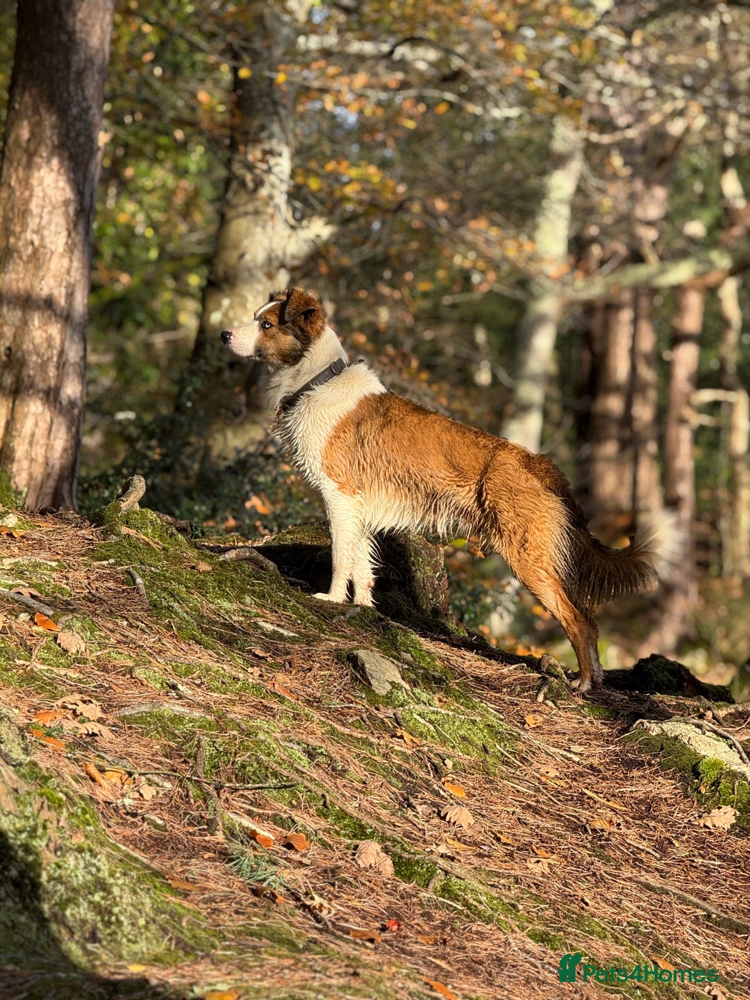 Mixed Breed dogs for sale: Labrador cross collie - Advert 10